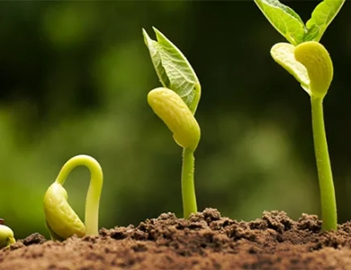 Potassium Polyaspartate Applications in Modern Agriculture