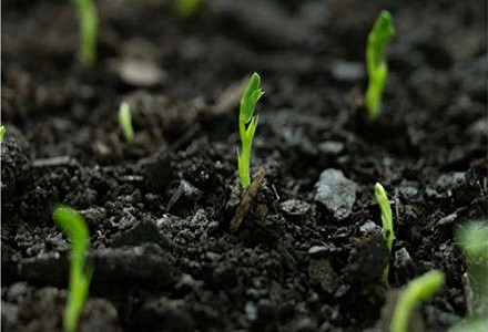 Polyaspartic Acid (PASP): Enhancing Agricultural Fertilizer Efficiency