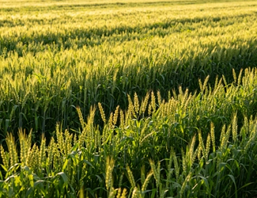 Potassium Polyaspartate: Opening New Doors to Agricultural Applications