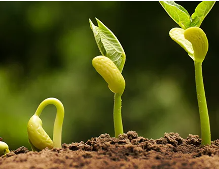 The Application of Polyaspartic Acid Potassium Salt in Agriculture
