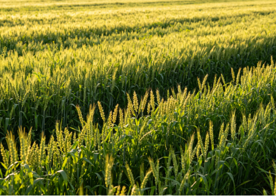 Potassium Polyaspartate in the Agricultural Field